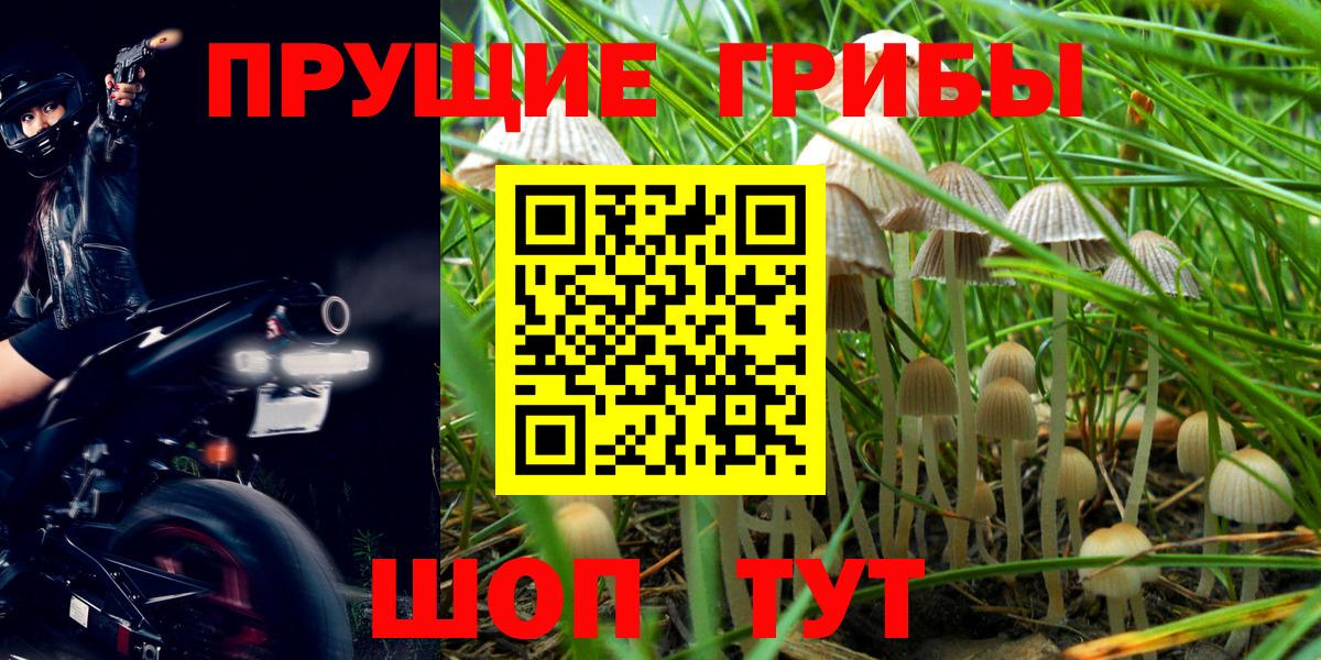 Псилоцибиновые грибы Cubensis  Вход с VPN  Златоуст 